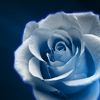 Blue_Roses's Avatar